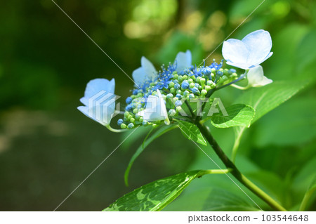 夏花:八仙花屬八仙花科落葉灌木,為觀賞花卉。小花被葉子包圍,使它們看起來像大花。 夏花:八仙花屬八仙花科落葉灌木,為觀賞花卉。小花被葉子包圍,使它們看起來像大花。 103544648