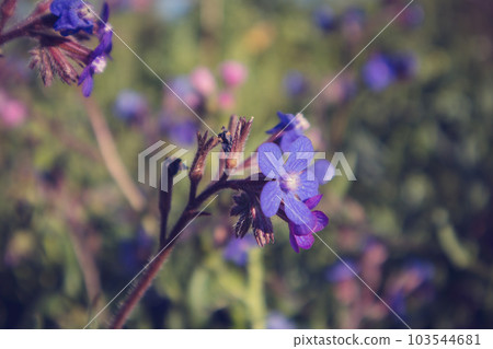 A flowering plant Anchusa azurea, commonly known as garden anchus and Italian clopogon or clopogon. Bristly perennial lilac violet flowers on a wind in spring garden. Blue borage blossoming on meadow. A flowering plant Anchusa azurea, commonly known as garden anchus and Italian clopogon or clopogon. Bristly perennial lilac violet flowers on a wind in spring garden. Blue borage blossoming on meadow. 103544681