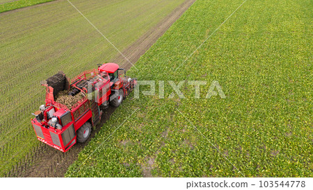 Combine harvester harvests sugar beet on the field. Aerial view. 103544778