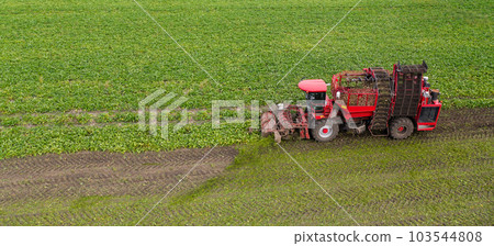 Combine harvester harvests sugar beet on the field. Aerial view. Combine harvester harvests sugar beet on the field. Aerial view. 103544808
