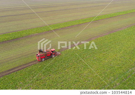 Combine harvester harvests sugar beet on the field. Aerial view. 103544814