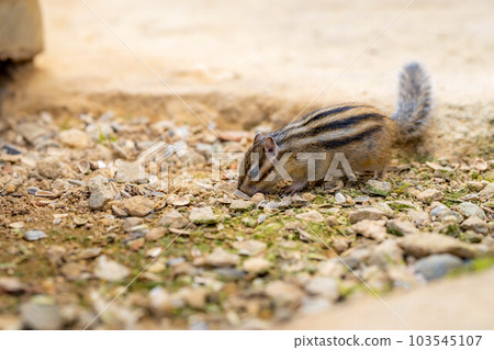 [動物材料]花栗鼠飛騨野草自然園[岐阜縣] 103545107