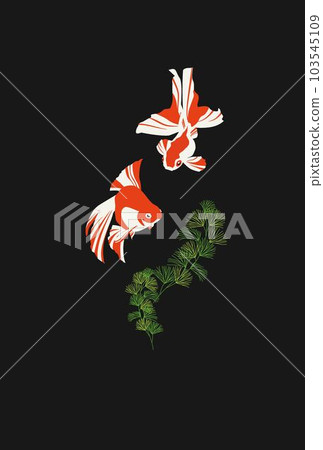 黑色背景中游動的金魚和漂浮的植物 黑色背景中游動的金魚和漂浮的植物 103545109