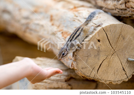 [動物材料]花栗鼠飛騨野草自然園[岐阜縣] 103545110