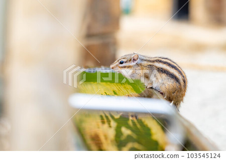 [Animal material] Chipmunk Hida Wild Grass Nature Garden [Gifu Prefecture] 103545124