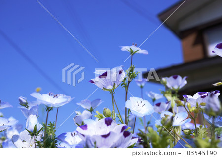 Nemophila 2 types 11 103545190