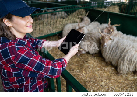 Woman farmer with tablet in a sheepfold. Woman farmer with tablet in a sheepfold. 103545235
