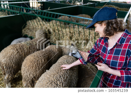 Woman farmer with tablet in a sheepfold. Woman farmer with tablet in a sheepfold. 103545239