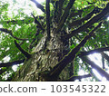Cedar of Yakushima 013 103545322