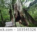 Cedar of Yakushima 014 103545326