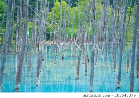 北海道上富良野市著名旅遊景點藍色池塘的長焦鏡頭。 103545379