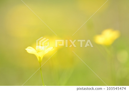 oxalis flower in the light 103545474