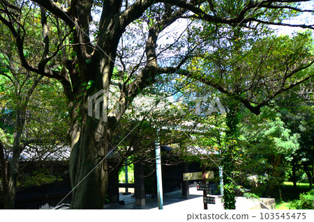 Front gate of Japanese shrines and temples 103545475