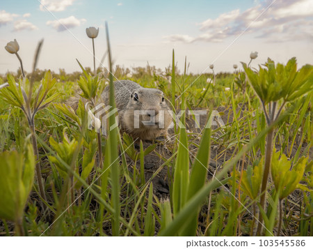 The prairie dog looking at a camera on a grassy lawn. Rodent portrait 103545586