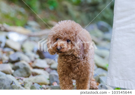 玩具貴賓犬 103545644