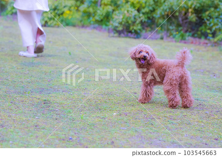 玩具貴賓犬 玩具貴賓犬 103545663