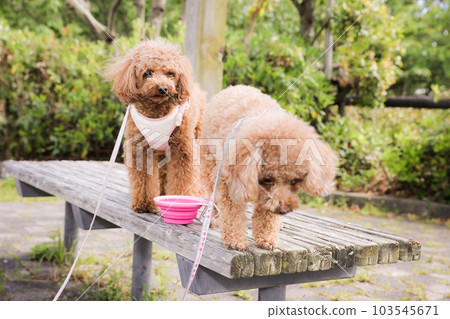 toy poodle  103545671