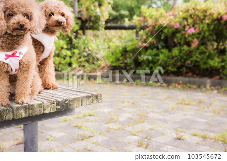 玩具貴賓犬 103545672