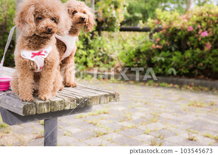 玩具貴賓犬 103545673