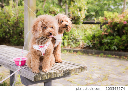 玩具貴賓犬 103545674