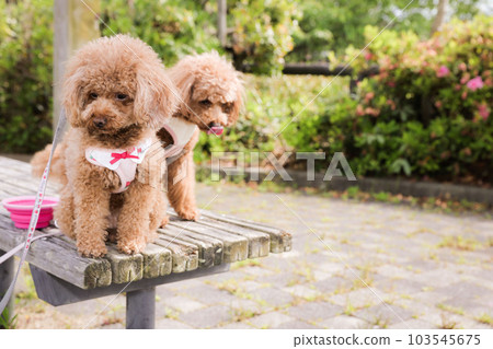 玩具貴賓犬 103545675