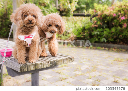 玩具貴賓犬 103545676