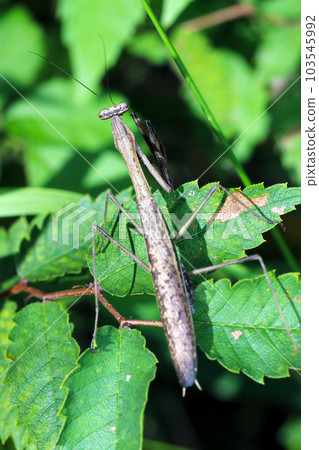 A brown-type mantis looking for prey on the leaves of a bush (using a macro lens, outdoor natural light, close-up photo) 103545992