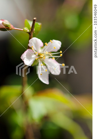 盆景式梅花枝，開著略帶粉紅色的白色花朵（使用微距鏡頭，室外自然光，特寫照片） 103546049