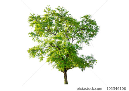 Isolated  trees on white background 103546108
