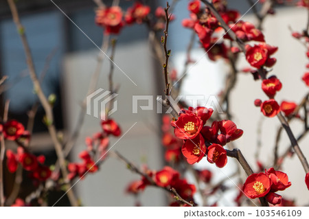 Red plum blossom blooming in the garden 103546109