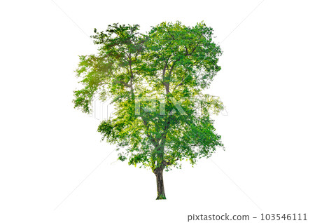 Isolated  trees on white background 103546111