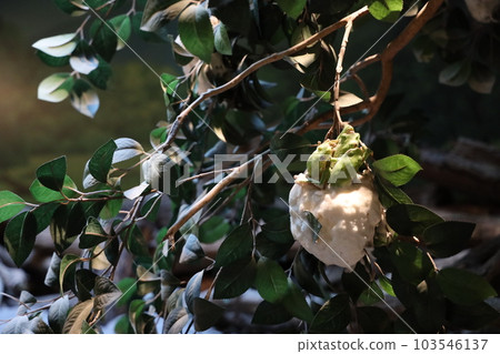 Spawning eggs of Molia frog 103546137