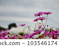  Cosmos field 103546174