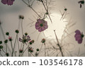 Cosmos flowers 103546178
