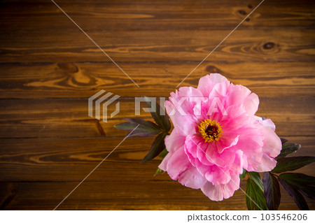 beautiful pink big tree peony flower on wooden background beautiful pink big tree peony flower on wooden background 103546206
