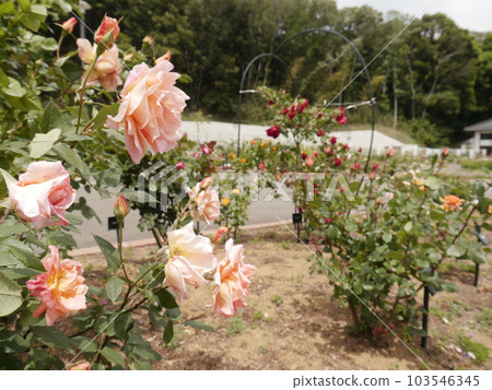 Rose garden in Nozuta Park (Machida City, Tokyo) 103546345