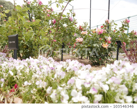 野津田公園的玫瑰園（東京都町田市） 103546346