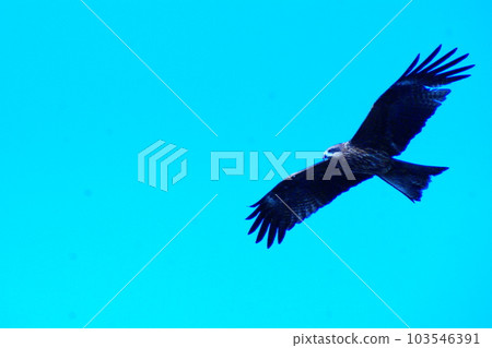 Color Sky Tonbi Animal (Registered June 2023) Color Sky Tonbi Animal (Registered June 2023) 103546391