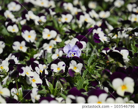 Pansy flower garden at Aichi Greenery Center Pansy flower garden at Aichi Greenery Center 103546796