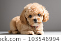 AI generation tool that cute toy poodle is staring at 103546994