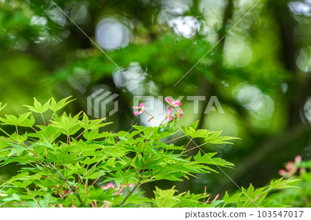 日本楓樹上可愛的粉紅色蜻蜓 103547017