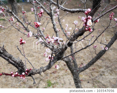 Plum blossoms in Hirashiba Park in Toyota City, Aichi Prefecture Plum blossoms in Hirashiba Park in Toyota City, Aichi Prefecture 103547056