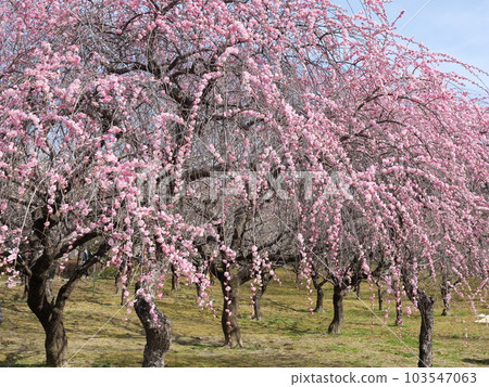 Plum blossoms in Hirashiba Park in Toyota City, Aichi Prefecture Plum blossoms in Hirashiba Park in Toyota City, Aichi Prefecture 103547063