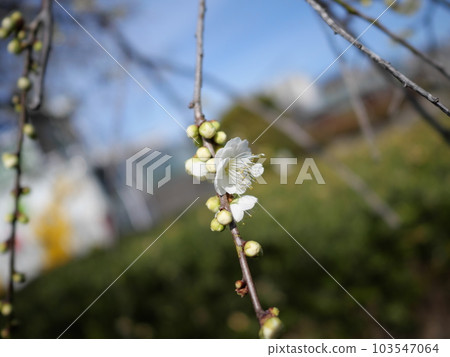 Plum blossoms in Hirashiba Park in Toyota City, Aichi Prefecture Plum blossoms in Hirashiba Park in Toyota City, Aichi Prefecture 103547064