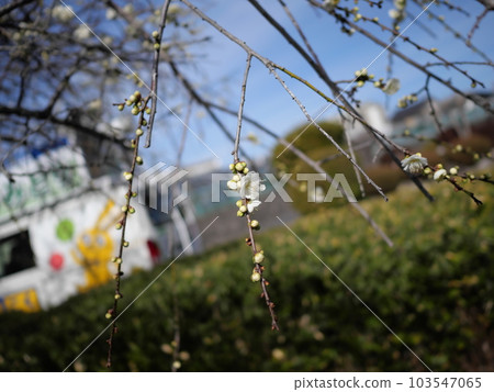 Plum blossoms in Hirashiba Park in Toyota City, Aichi Prefecture Plum blossoms in Hirashiba Park in Toyota City, Aichi Prefecture 103547065