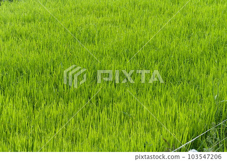 green rice fields, green rice leaves in harvest season green rice fields, green rice leaves in harvest season 103547206