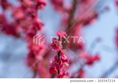 Plum blossoms in Korea Plum blossoms in Korea 103547214