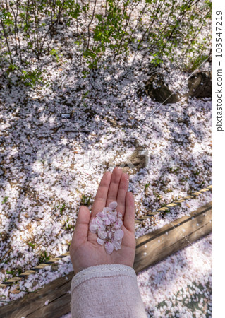 woman holding cherry blossom petals woman holding cherry blossom petals 103547219