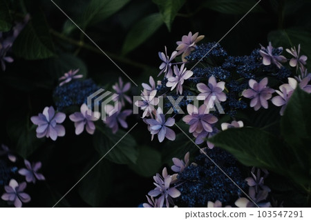 繡球 繡球 103547291