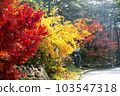 maple 103547318